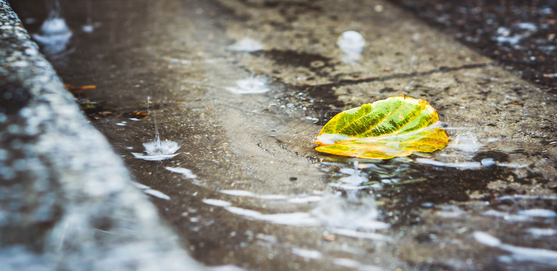 A yellow and green leaf lies on wet pavement, partially submerged in a puddle near the curb. Raindrops create splashes around the leaf.